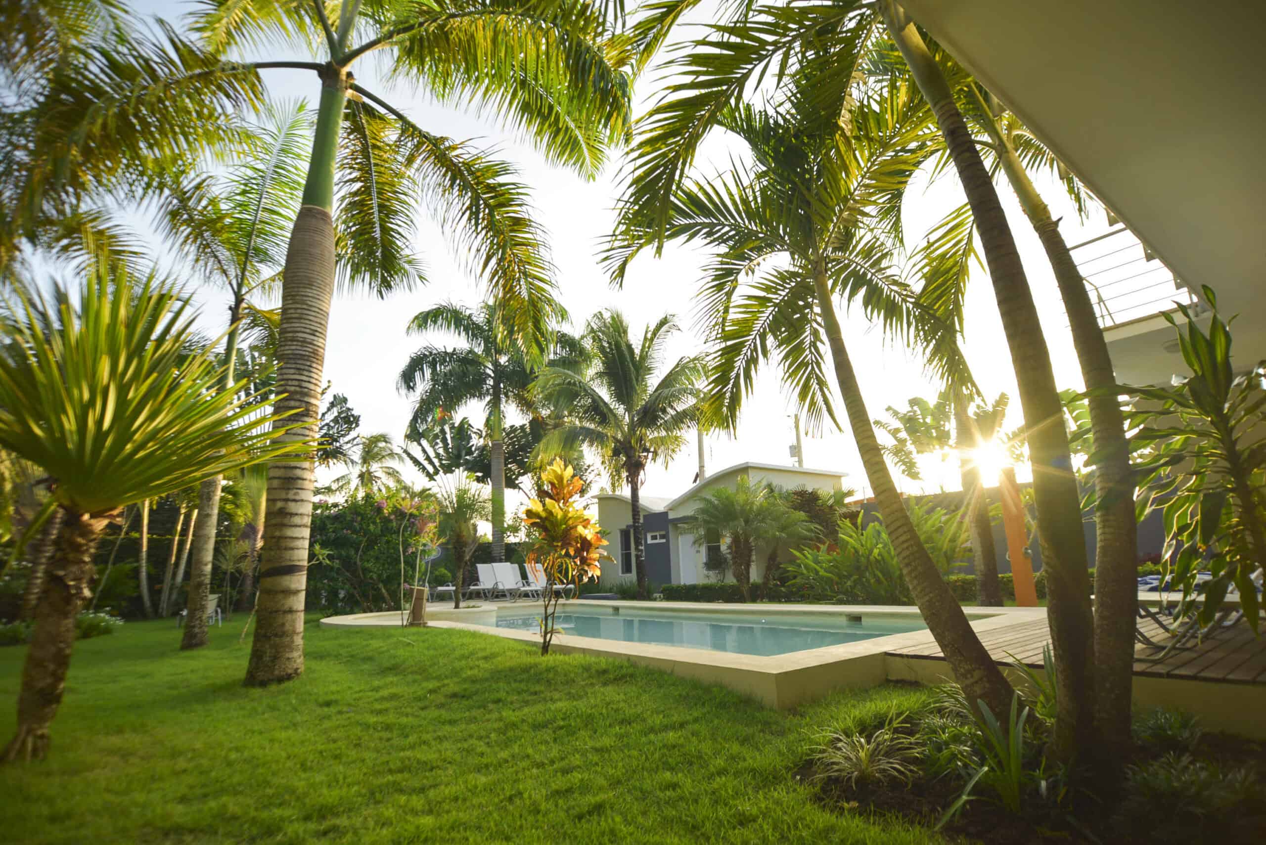 Our tropical garden
